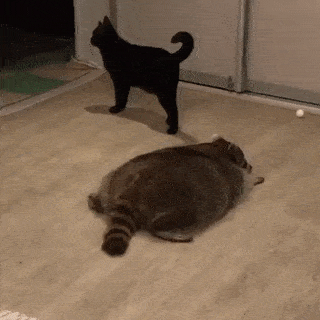 bgfe1a.gif