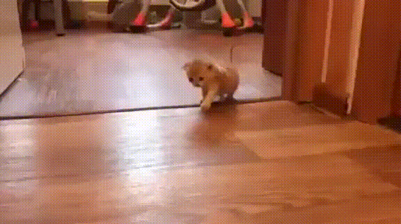 bghge7.gif