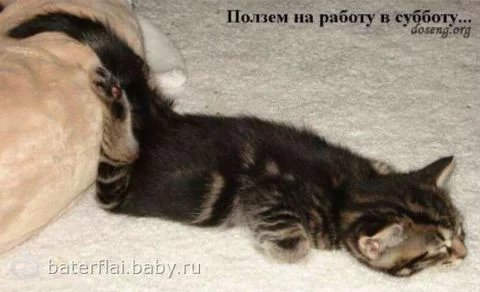 bh4bgg.webp
