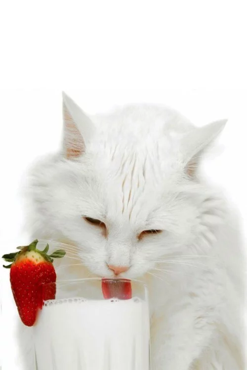 bhdfa4.webp