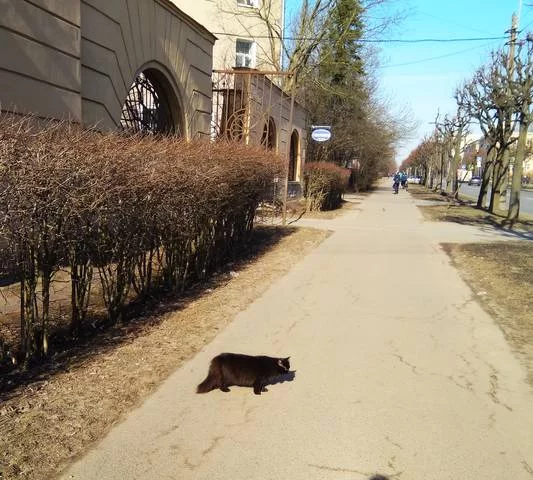 bheja4.webp