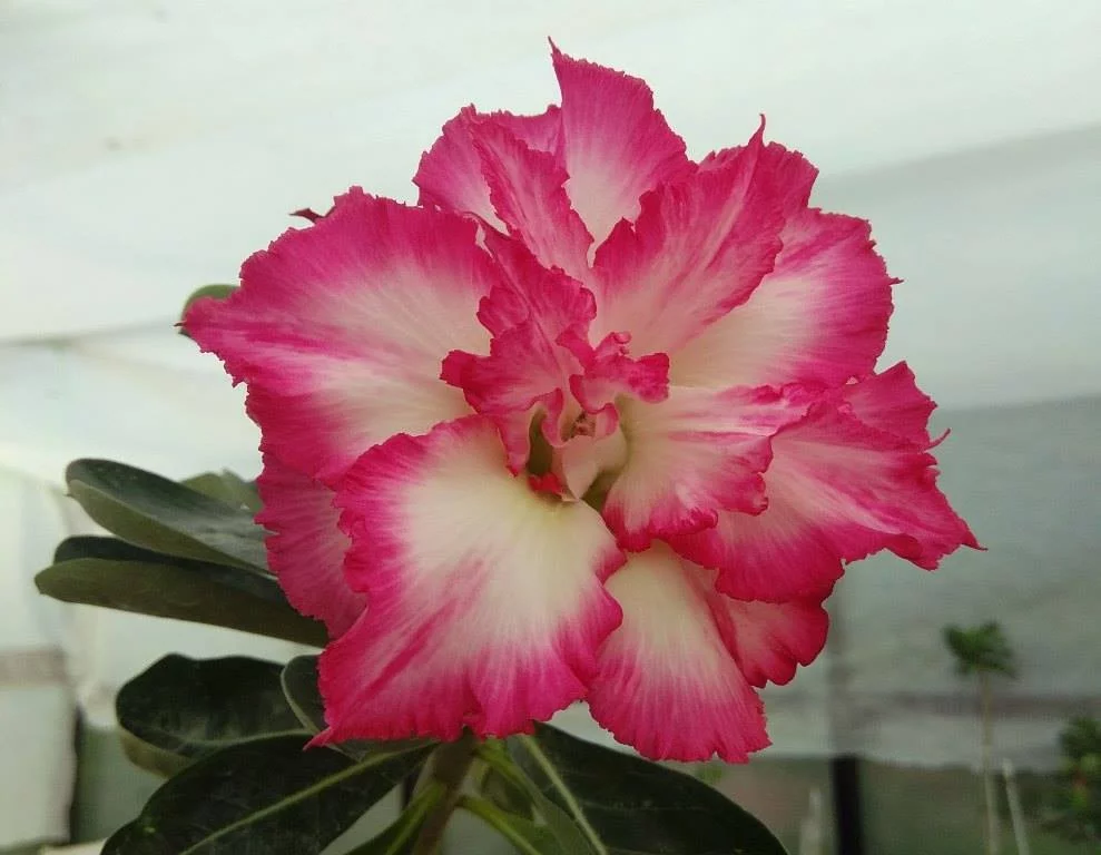 bhgd7a.webp