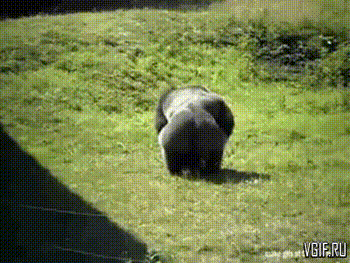 bhgee8.gif