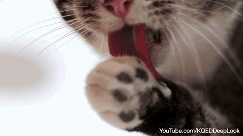 bhggh2.gif