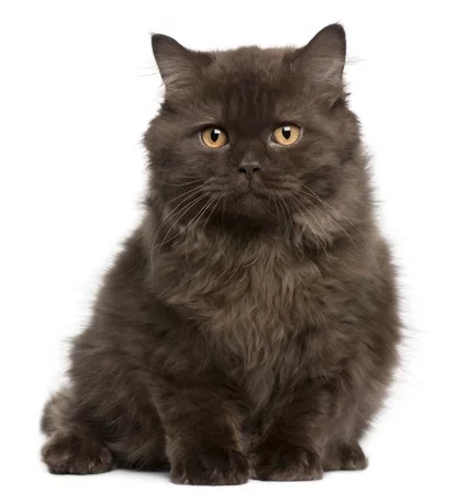 big-black-cat.webp