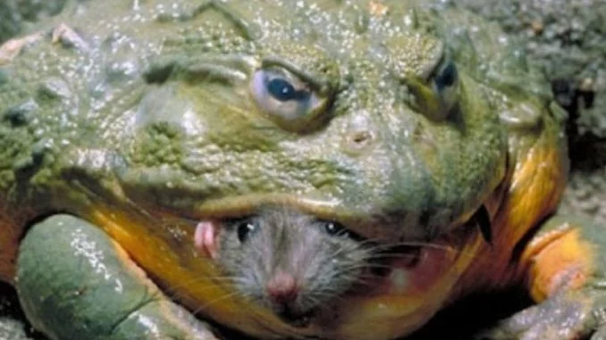 biggest-frog-678x381.webp