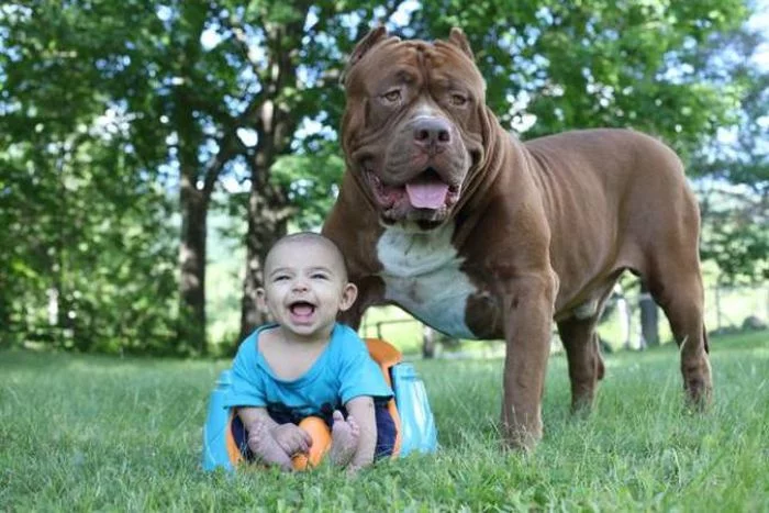 biggest_pitbull_09.webp