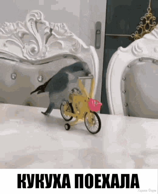 bird.gif