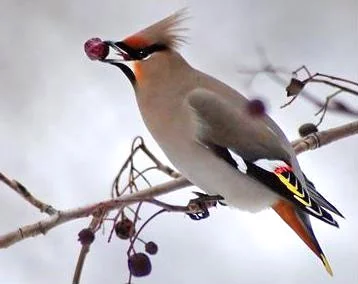 bird13-1.webp