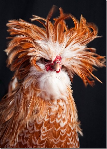bird_3.jpg