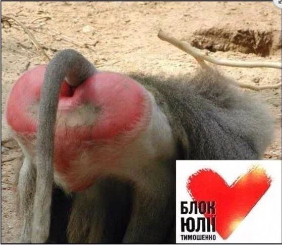 bj0hcb.webp