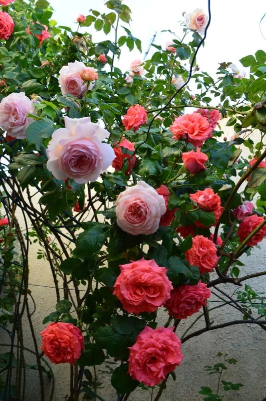 bjbcj6.webp