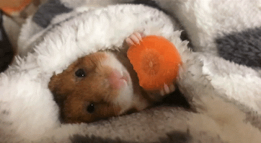 bjbd7a.gif