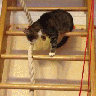 bjbfb6.gif