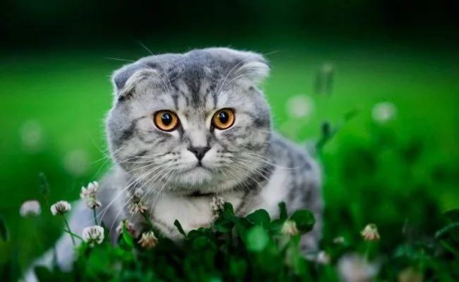bjcjb8.webp
