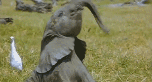 bjdhe0.gif