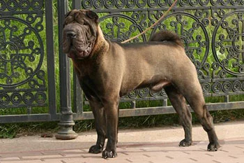 black-shar-pei-dog.webp