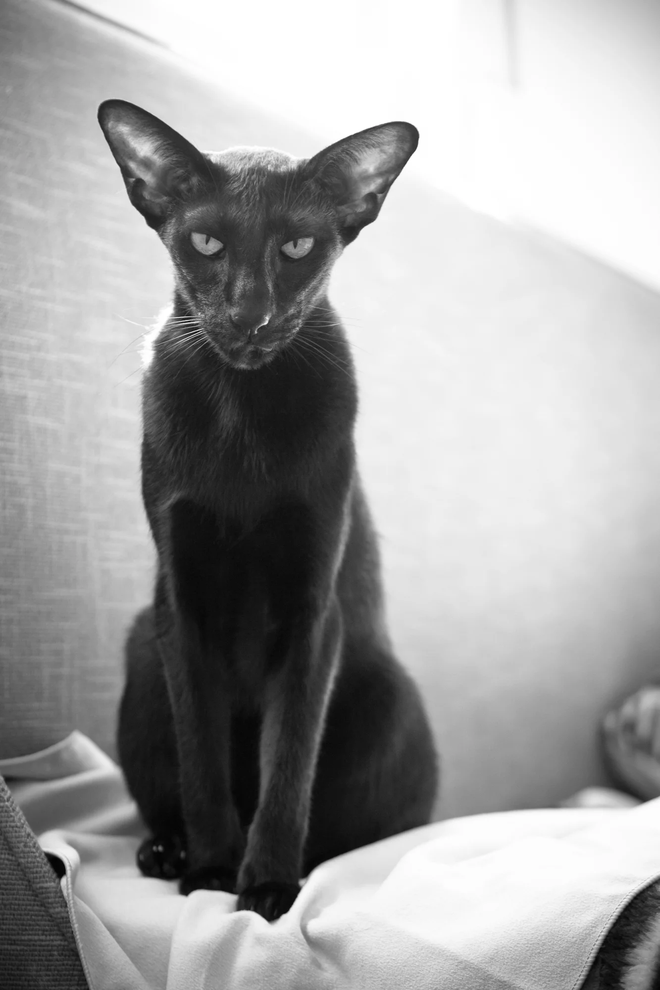 black_and_white_usyaka_cat.webp