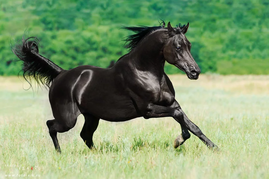 black_arabian_stallion_by_vikarus-d33e5pn.webp