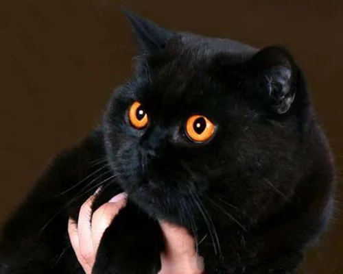 black_brit_cats_photo_1.webp
