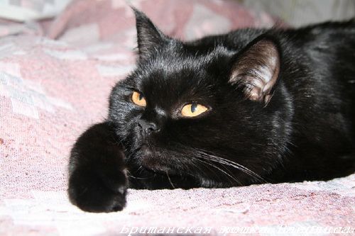 black_brit_cats_photo_12.jpg