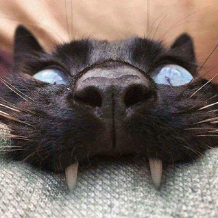 blackcat.jpg