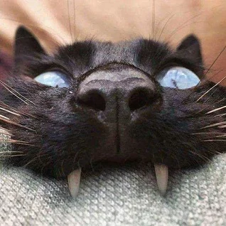 blackcat.webp