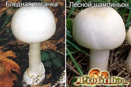blednaya-poganka-i-shampinion-02.webp