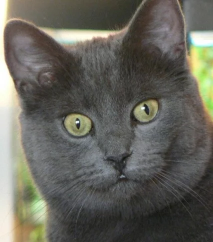 blue-cat.webp
