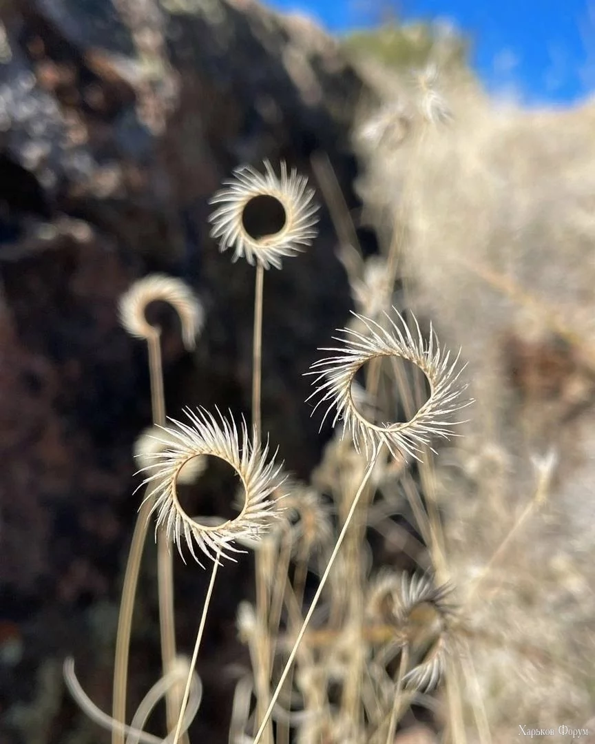  Blue grama.webp