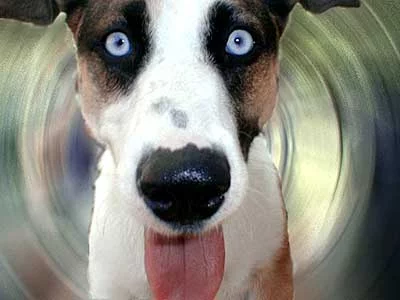 blue_eye_dog_nitro.webp