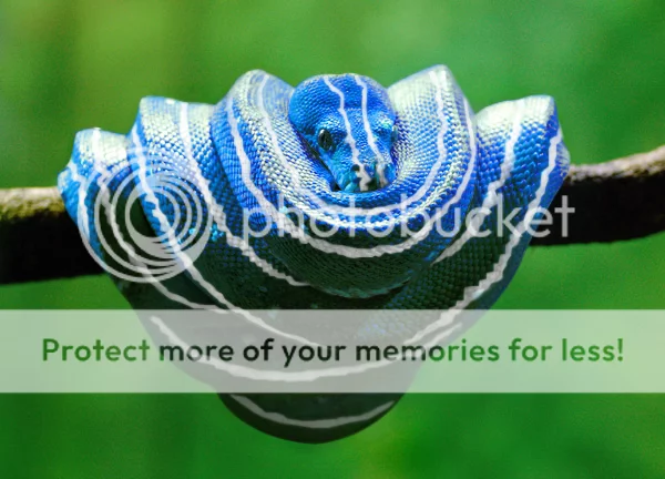blue_tree_pythonGTS.webp