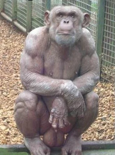 Bodybuilderchimp.webp