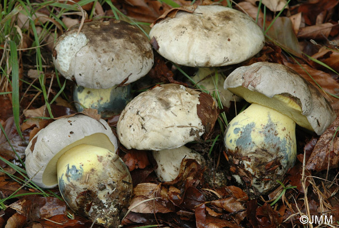 Boletus%20radicans%201.jpg