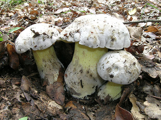 Boletus-radicans_04.jpg