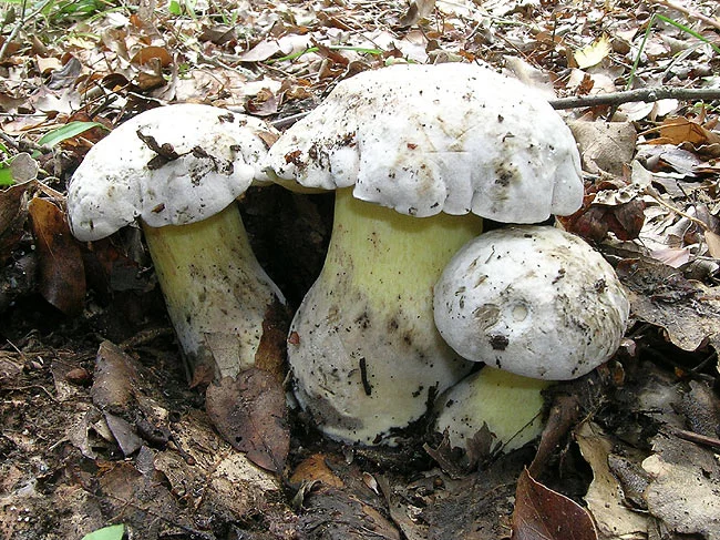 Boletus-radicans_04.webp