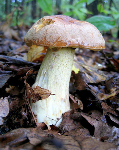 boletus_by_a_sha_f-d5cxfrd.jpg