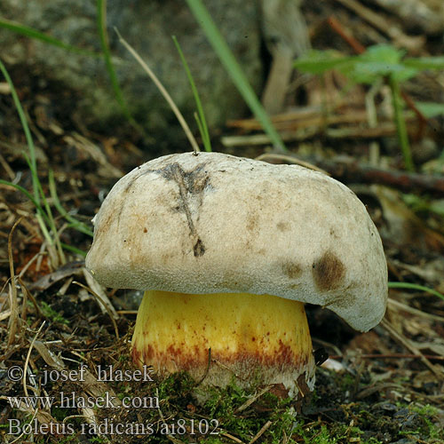 boletus_radicans_ai8102.jpg