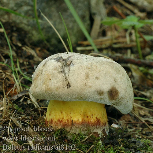 boletus_radicans_ai8102.webp