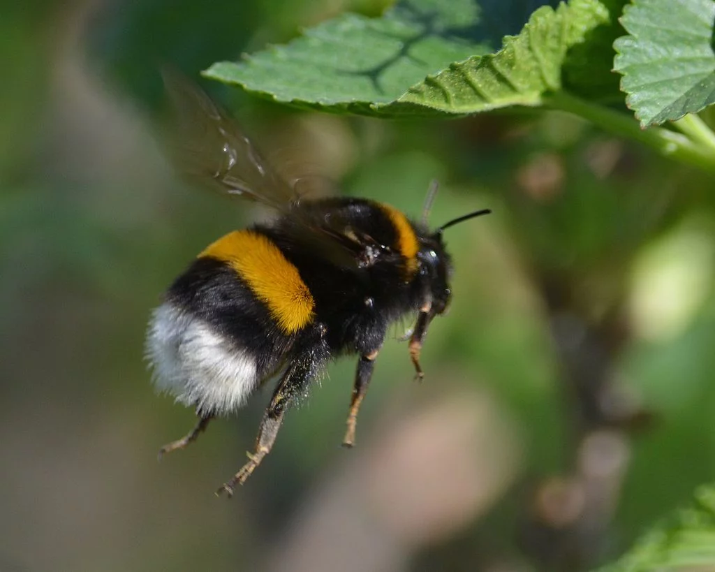Bombus-2.webp