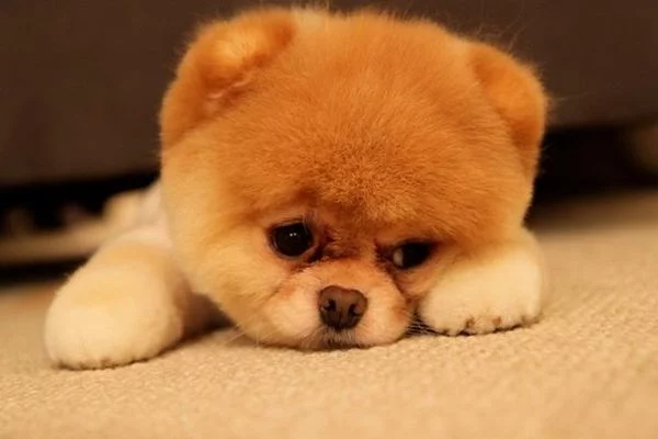 Boo_39.webp