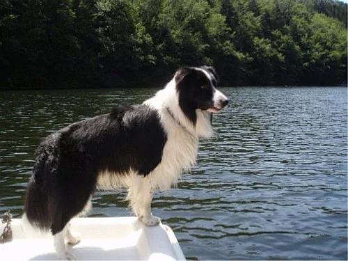 border_collie_01.webp