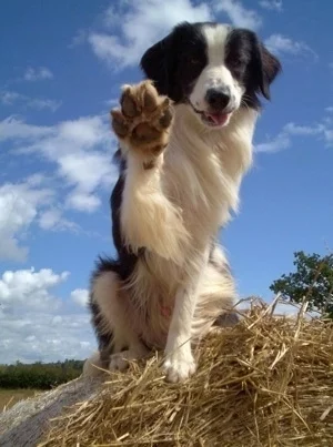 BorderCollieBarneyWave.webp