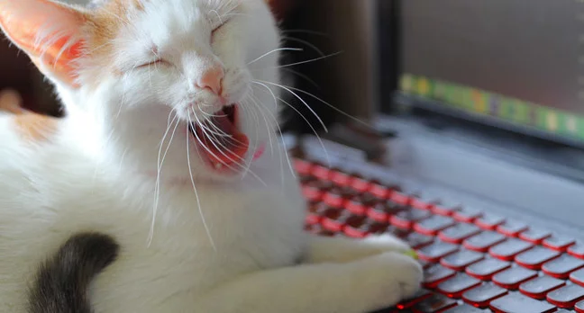 bored_cat_on_computer_photo_via_shutterstock.webp