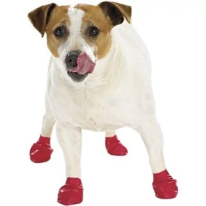 bottes_chiens.webp