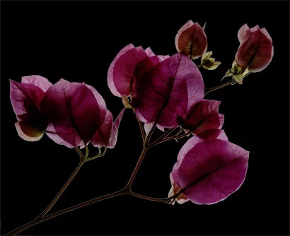 Bougainvillea.webp