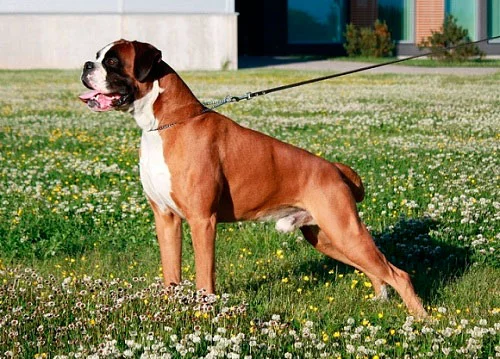 boxer1.webp