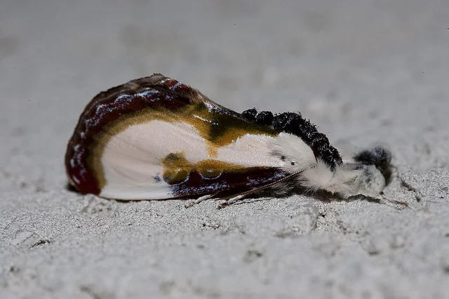 bpmoth_eric_heupel.webp