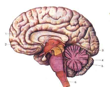 brain_1.jpg