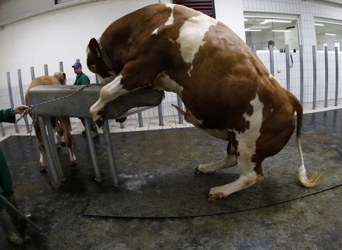 breeding_bull_07.webp